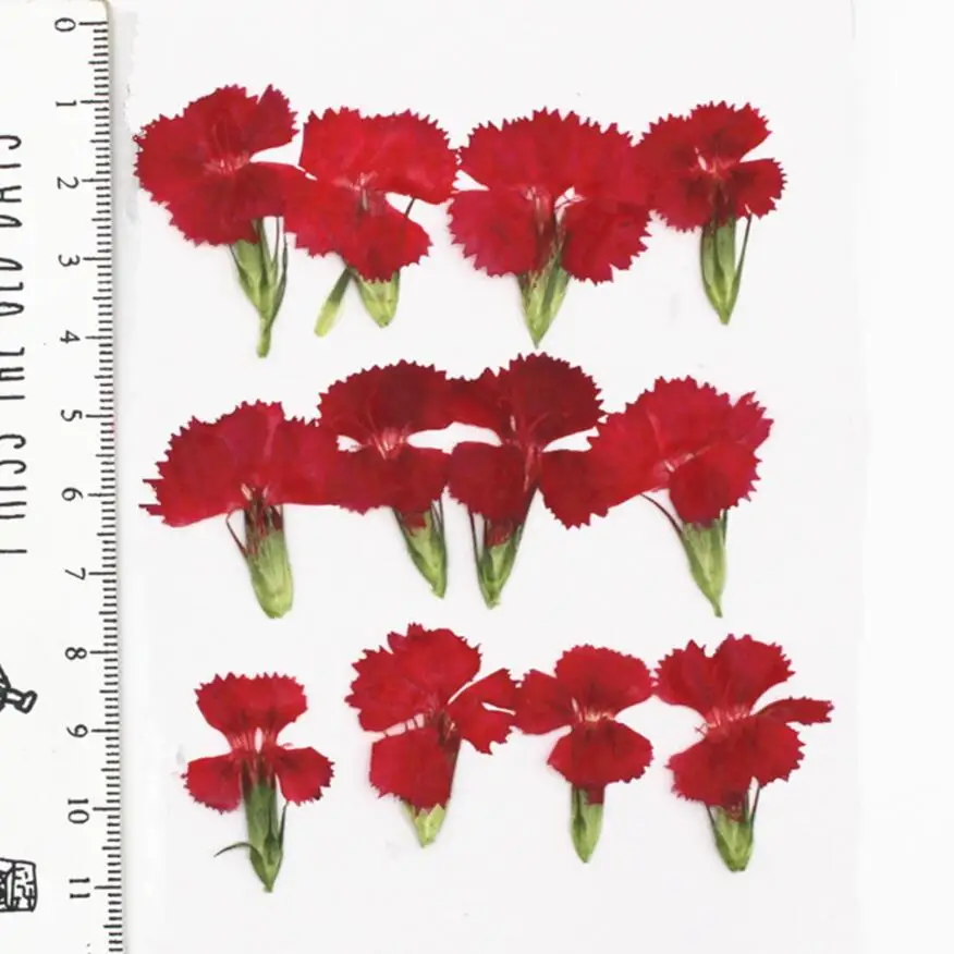 120pcs прессованный высушенный L. Цветочные растения гербарий для изготовления