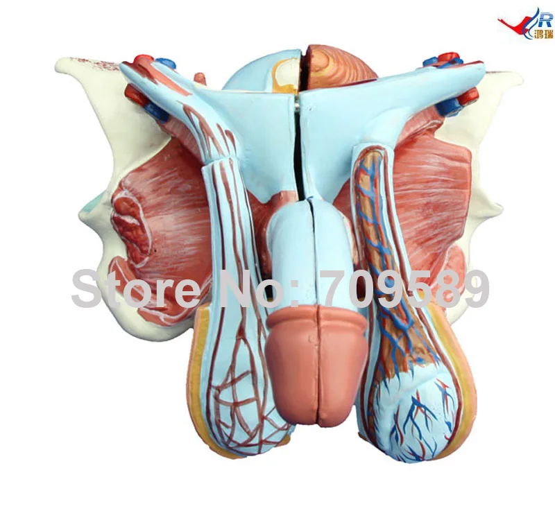 Модель мужского полового органа | Канцтовары для офиса и дома