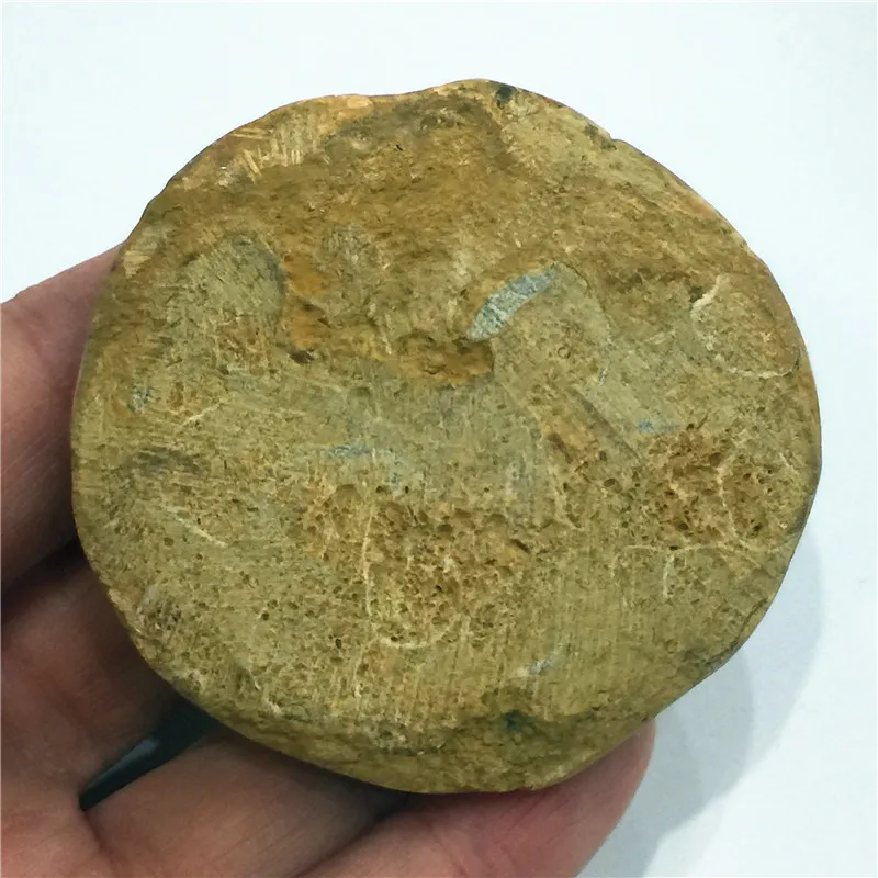 Природные морские звезды Fossil ручной образец хороший подарок для каменной