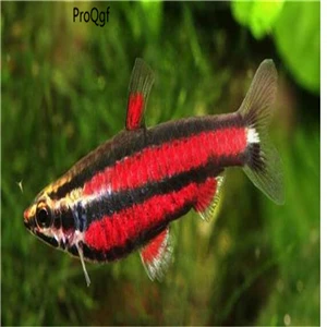 Набор 50 шт - Цвет: Nannostomus mortenth