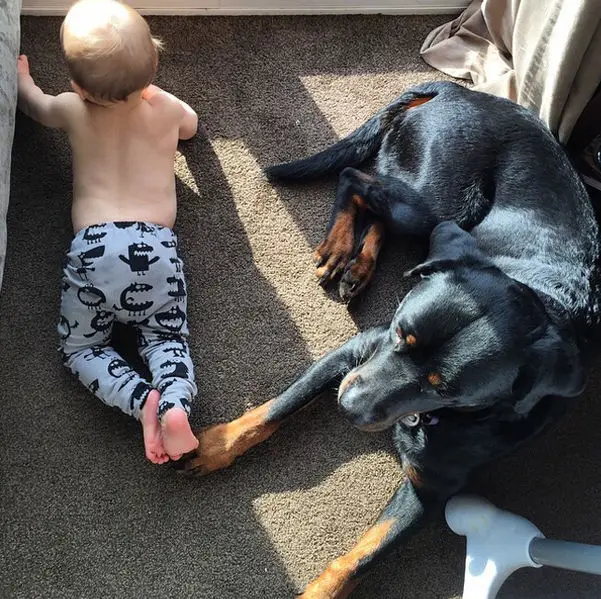 2017 новые летние длинные шаровары с принтом Маленький Монстр для новорожденных