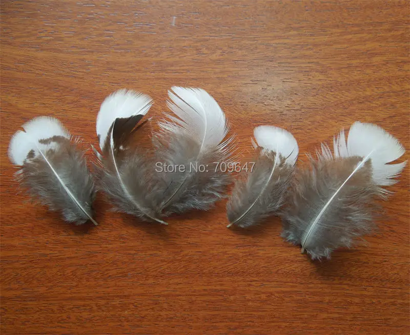 200Pcs/Lot!4-7cm NATURAL White Lady Amherst Pheasant Plumage Feathers,Chicken Plumes for Fascinators,Diy Carnival Costume