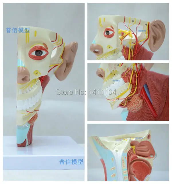 Free shipping&Head model head anatomy neck anatomy neural brain model.For teaching medical and Beauty salon. | Канцтовары для