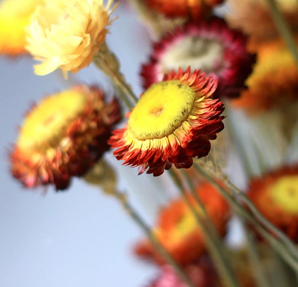 New 50pcs/lot chrysanthemum wedding decoration Dried flowers party supplies flower home decor Z3731 | Дом и сад