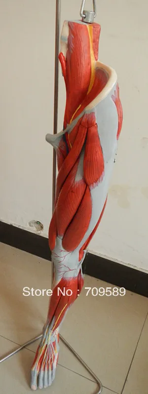 Анатомическая модель мускулов для ног сосудов и нервов ног|anatomical muscles|muscle