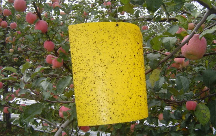 10 шт. липкая доска для мух-ловушки моли комаров летающих насекомые мухи терминалы