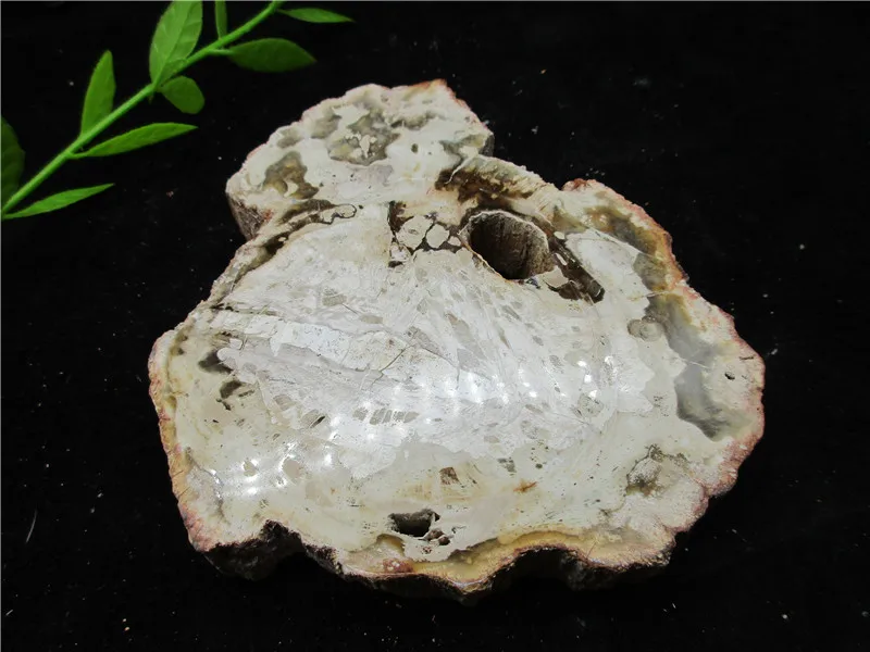 Natural Wood Root Fossil Crystal Stone Rock Healing Gemstone Specimen Mineral Gem For Collection | Дом и сад
