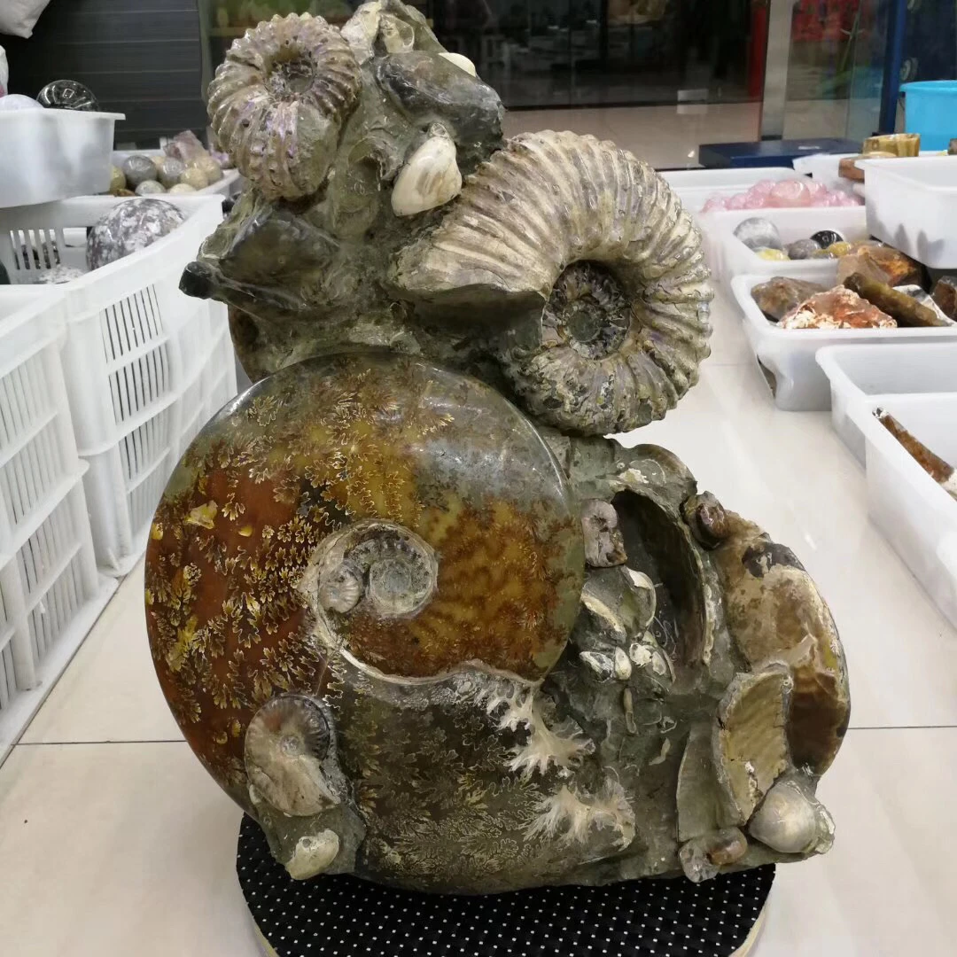 Высокое качество Коллекция fengshui подарки рок винт образец fossil