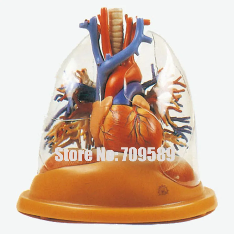 Роскошная трахея бронзовое дерево с сердечком и прозрачной моделью легких |