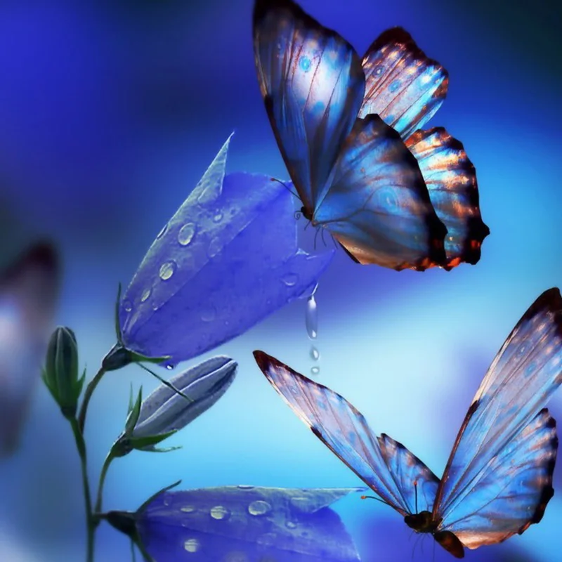 Butterfly 19 Бабочка цветы животное Новое поступление DIY Кристалл полная дрель квадратная 5D алмазная живопись Набор для вышивки крестом мозаика круглые стразы - Цвет: Butterfly 19