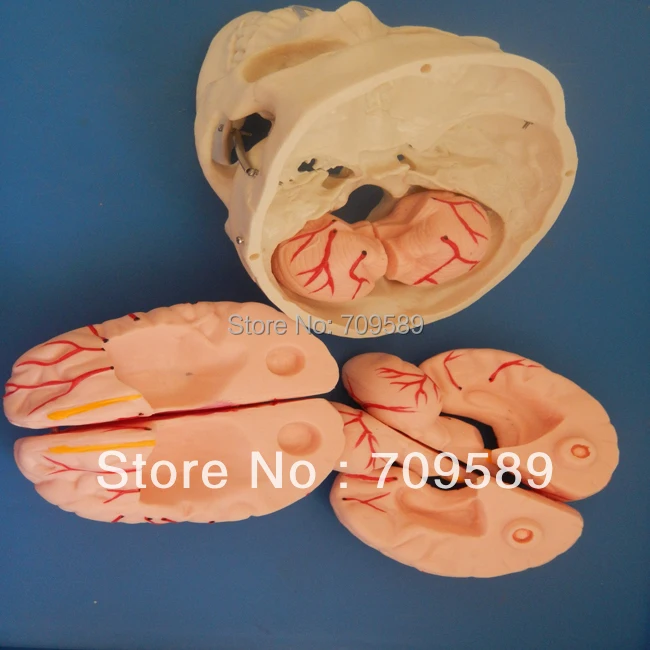 Искусственный модный Череп с 8 частями мозга|modle| |