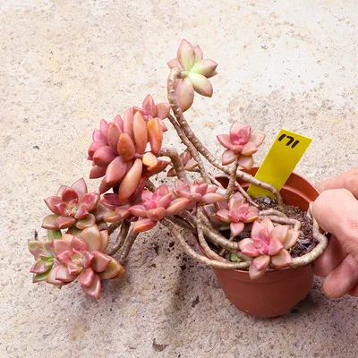 Graptopetaragualum p Graptopetalum paraguayense cv Бронзовый кластер Редкие сочные черенки все разные для живых растений настоящее растение - Цвет: Graptopetaragualum p