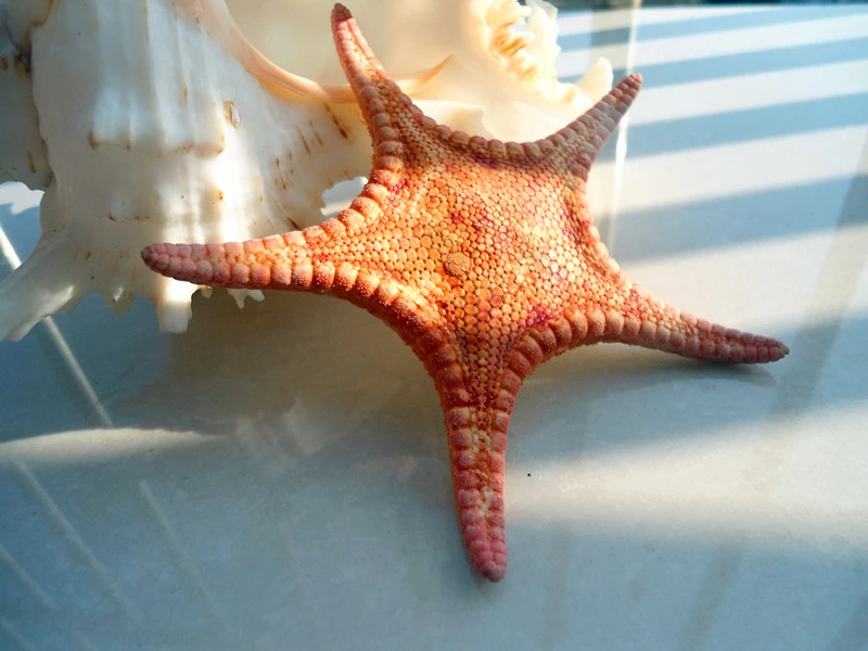 

HappyKiss The deep small starfish Red sea star Flat starfish Dried specimens five fingers photography props Decorative platform