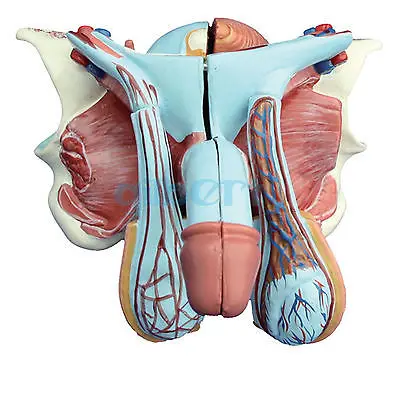 5 частей анатомическая медицинская модель мужского полового члена|model anatomy|medical