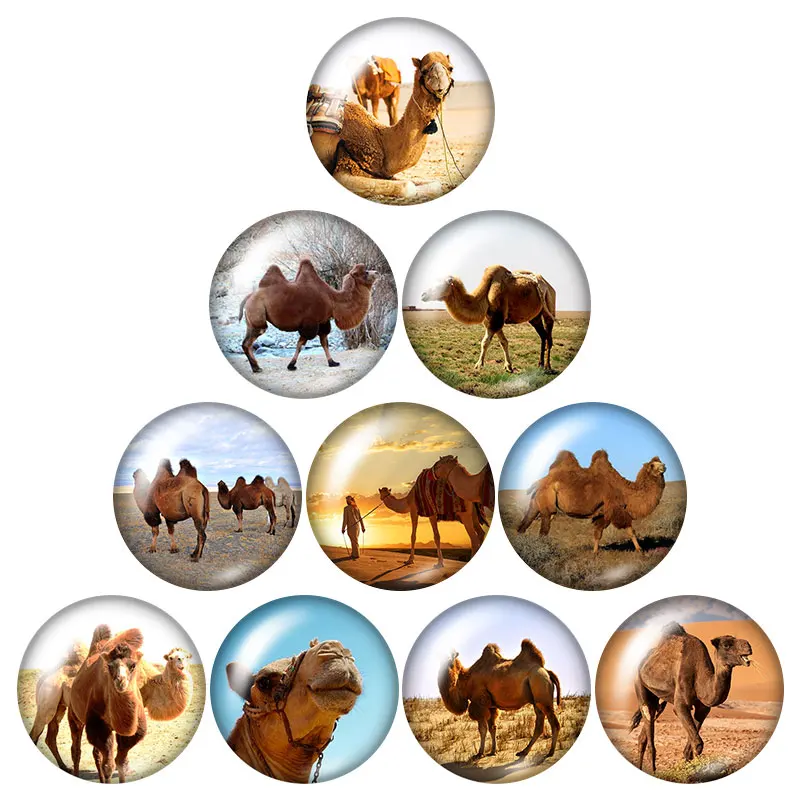 

Animals snailsCow camelrhinoceros 10pcs mixed 12mm/16mm/18mm/25mm Round photo glasscabochondemo flat back Making findings