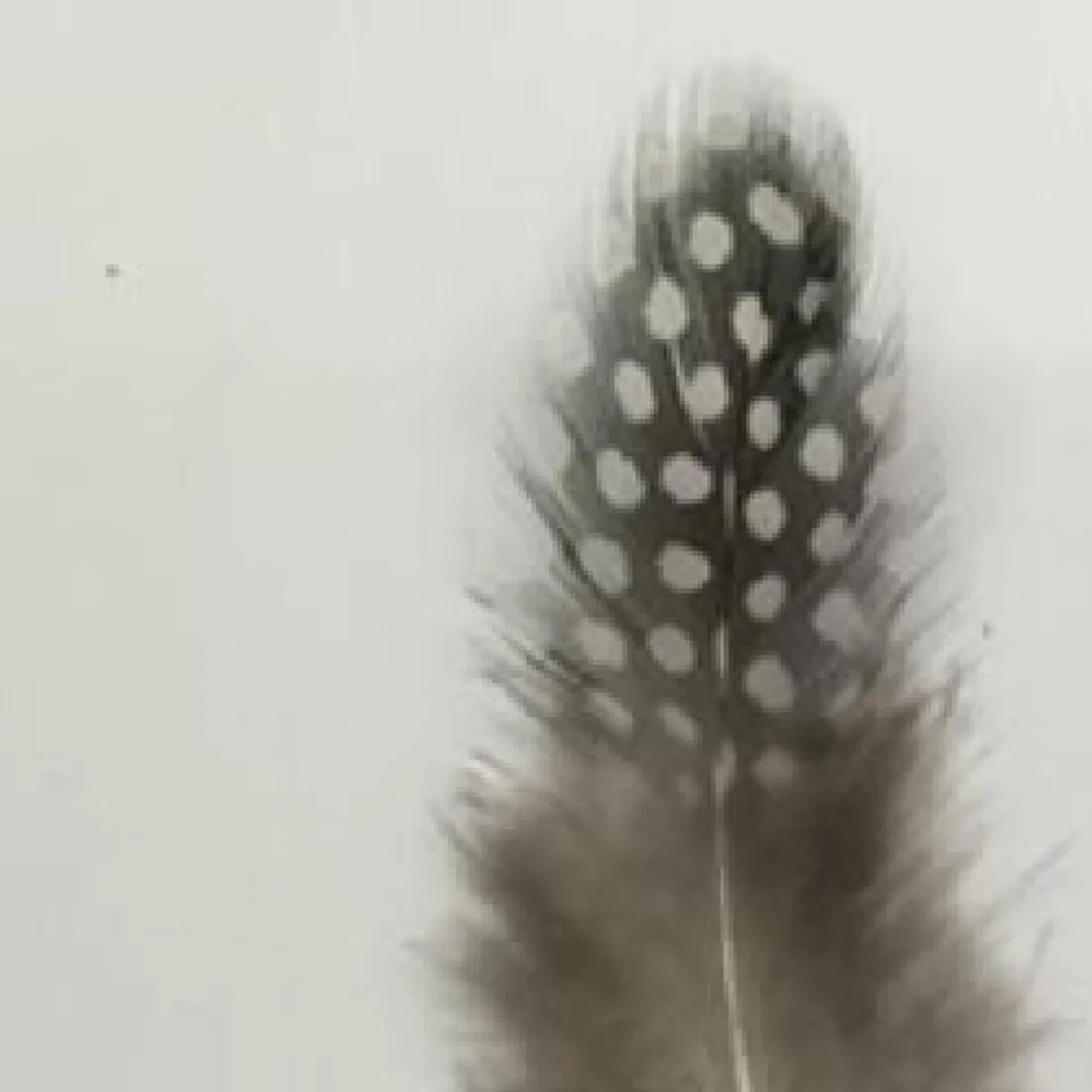 Новинка Лидер продаж 10 шт. оригинальный цвет перьевое перо в форме жемчуга 5 см