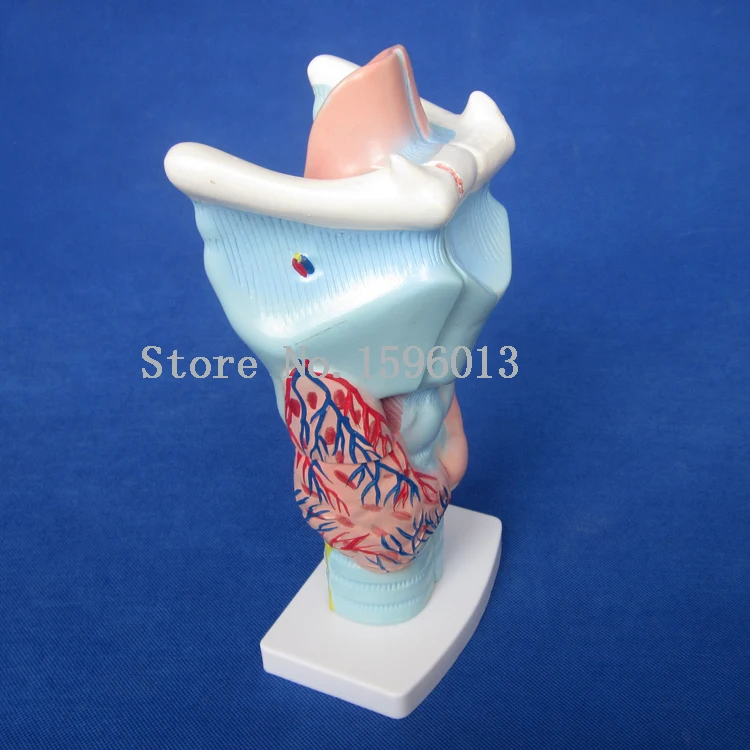 Увеличенная модель гортани человека анатомическая | Канцтовары для офиса и дома