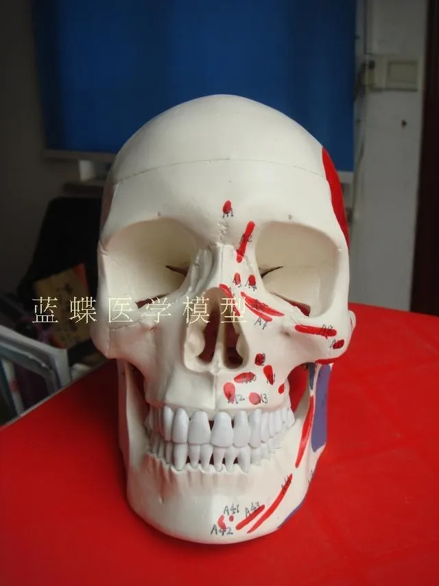 

1:1 natural size PVC material human skull model muscle with 48 number marks skeleton structure teaching model free shipping