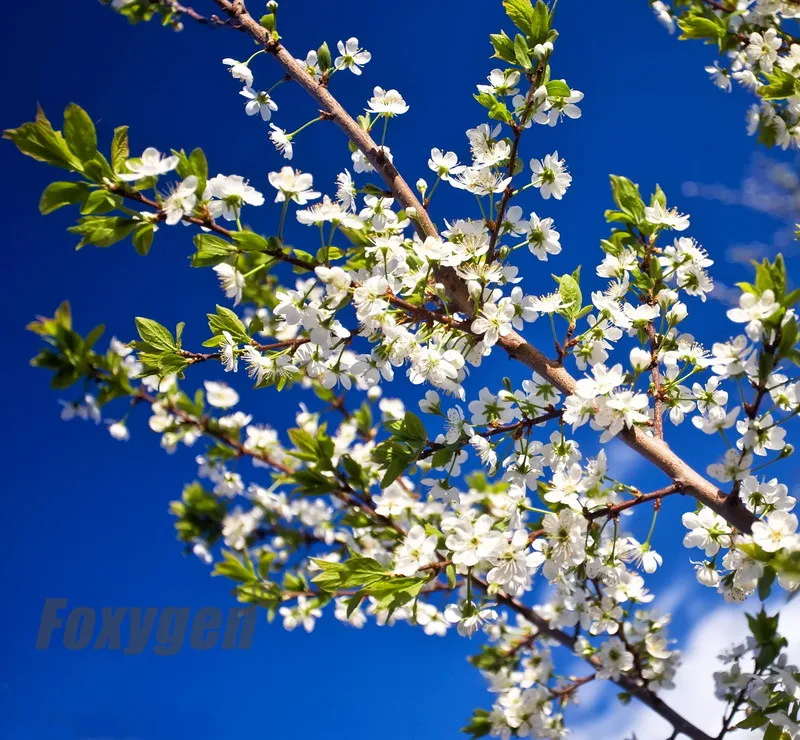 Популярная эластичная потолочная пленка голубое небо и белый цветок низкая цена