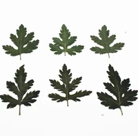 120pcs pressed dried selaginella uncinata filler for epoxy resin jewelry making postcard frame phone case craft diy
