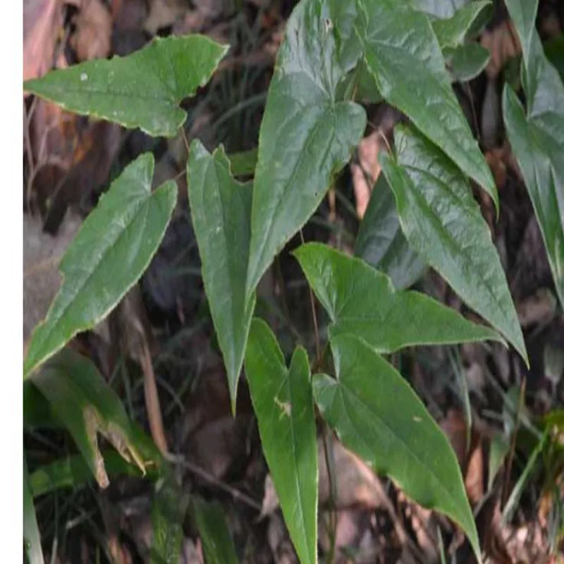 50 шт-1000 шт высокое качество семян Epimedium, 99% уровень выживания семян Epimedium