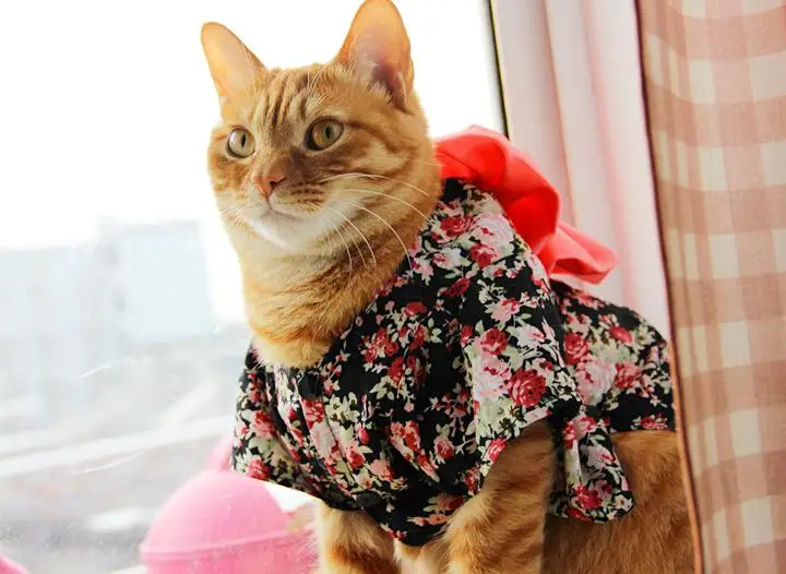 Япония Стиль Pet кимоно для кошек; маленькое платье с цветочным узором Одежда для питомцев, собачий кимоно для кошек с большим бантом, платье на шнуровке, необходимые для маленькой собаки кошки