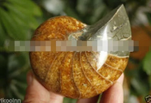 YM 311 Nautilus аммонит Fossil образцовая меловая статуя | Дом и сад