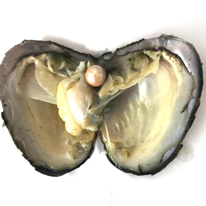 20pcs Single Red 9-10mm Near Round Edison Pearl with Vacuum Packed Oyster Fresh Pearl in Oyster