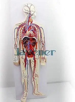Моделирующая анатомическая кровеносная система медицинская модель | Канцтовары