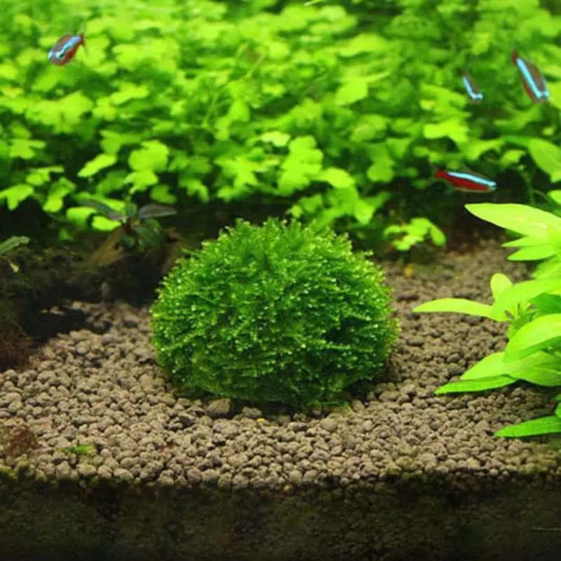 Аквариумный бак для рыбы пластиковый мох шар фильтр держатель живой растений