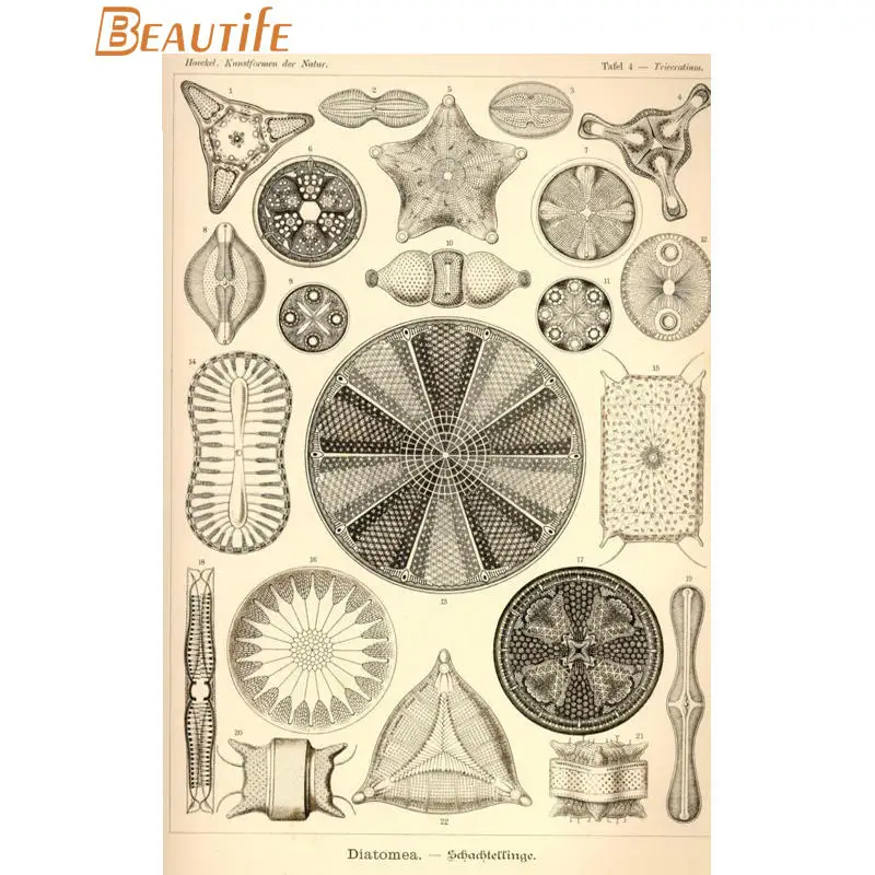 Пользовательские ernst haeckel морской жизни шелковая ткань постер для декорации дома стены искусства новая шелковая ткань стены плакат печать