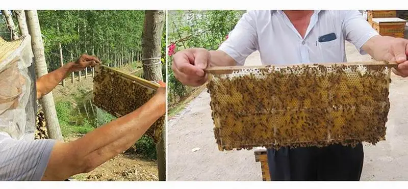 Чистый мед расческа Жевательная на медовой ферме делает настоящий мед расческа мед натуральный пчелиный ульь питание здоровье женщин еда десерт