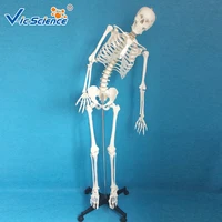 100 direct factory 180 cm full size human skeletal model