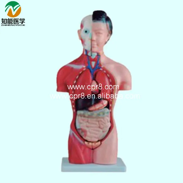 Манекен торс женский (15 шт.) 42 см BIX A1039 WBW301|mannequin torso female|mannequin femalemannequin |