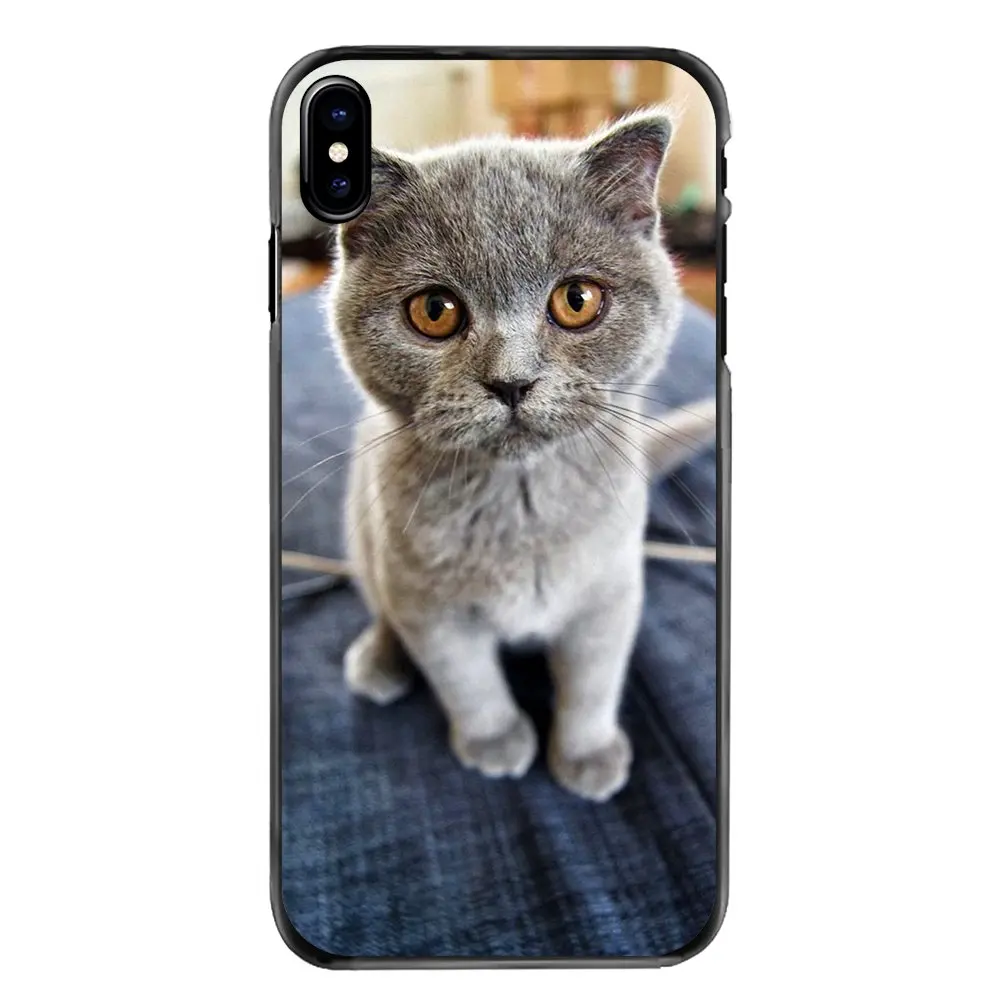 Шотландский складной Кот Felis catus Scotland для Iphone 4 4s 5 5S 5C SE 6 S 7 8 Plus X XR XS Max iPod Touch Жесткий