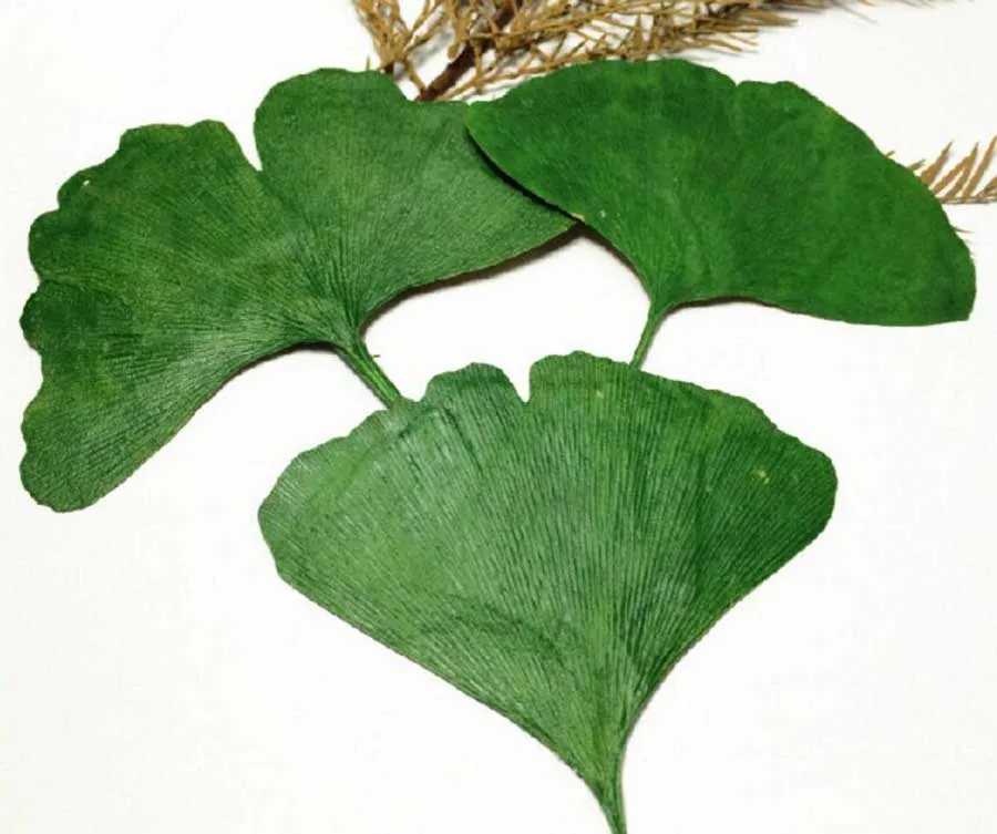 60 шт. фотообои с листьями Ginkgo 4-6 см | Дом и сад