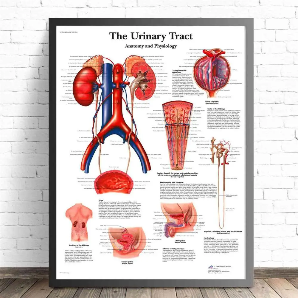 Human Organs Anatomy Medical Canvas Art Painting Posters And Prints Wall Pictures Living Room Decorative Home Decor No Frame - Цвет: The Urinary Tract