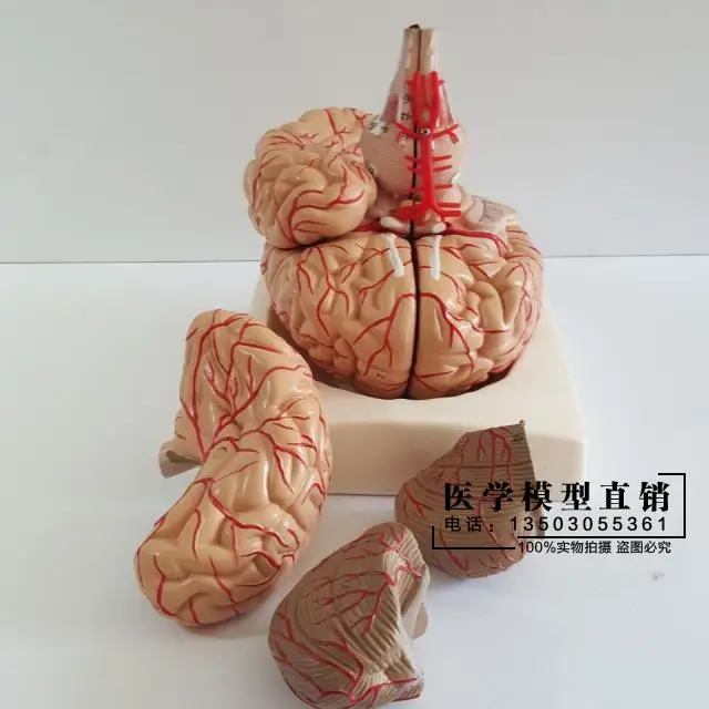 Human brain model Cerebrovascular 9 parts Brain anatomy Medical teaching | Канцтовары для офиса и дома