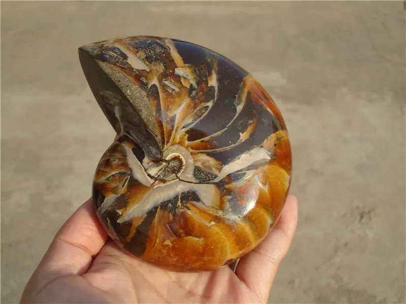 Натуральный аммонит 840 г ракушка наутилуса ископаемый Юрский период le1241|specimen| |