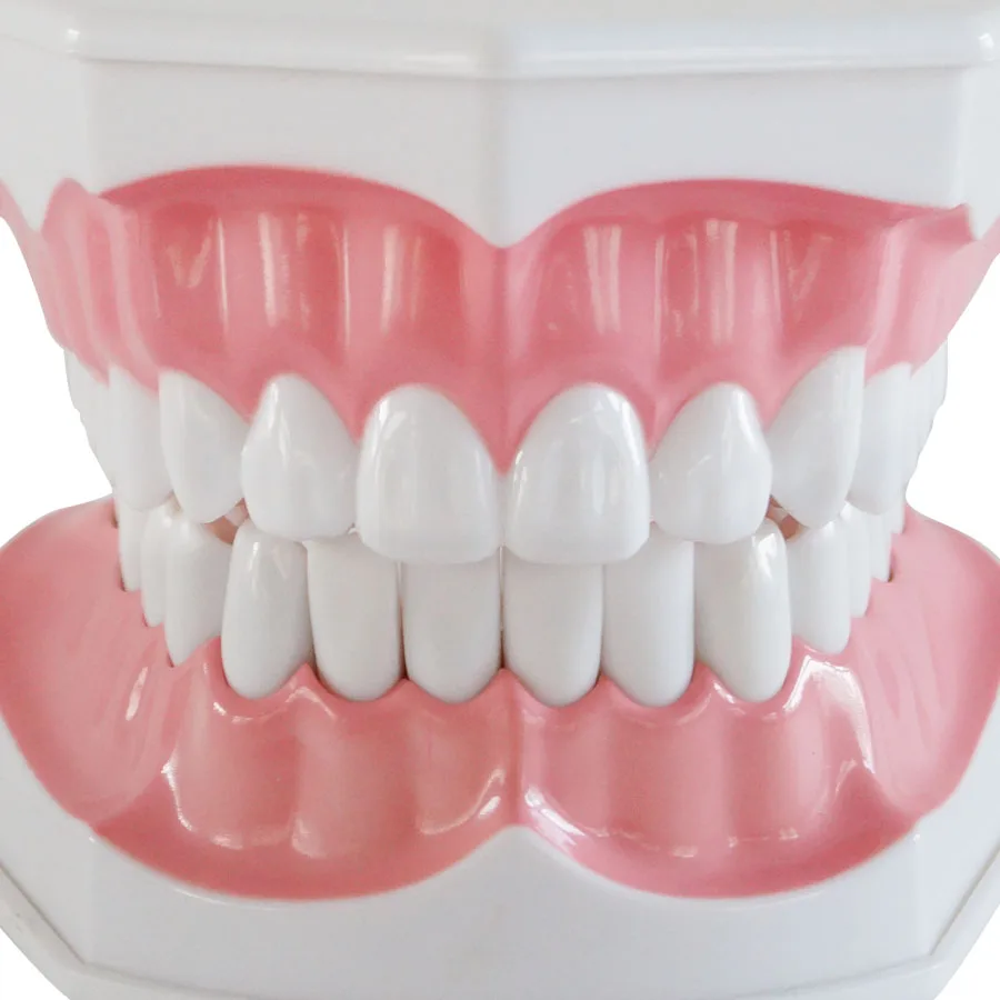 Модель зубов для взрослых Стандартный Стоматологическое обучение исследование