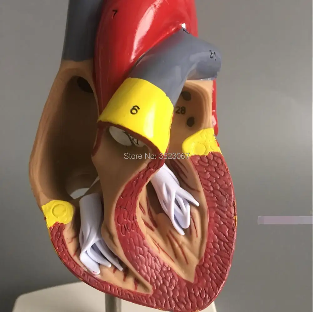 Медицинская l анатомическая модель скелета DELUXE HEART ANATOMY LIFE SIZE MODE зубов с esqueleto humano
