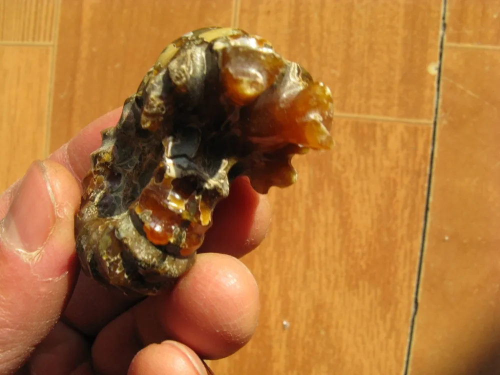 38 г редкий полированный &quotкозий Рог&quot Douvilleiceras аммонит Fossil|horn music|horn soundfossil |