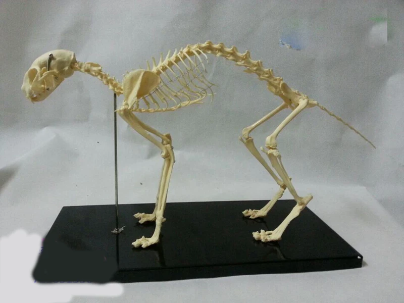 Кошка скелет модель ПВХ животное образовательная скелета модель|cat skeleton model|cat