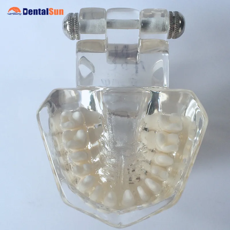 

Dental Orthodontic Model 28pcs-Hard Gum/Dental Teeth Model HST-A11