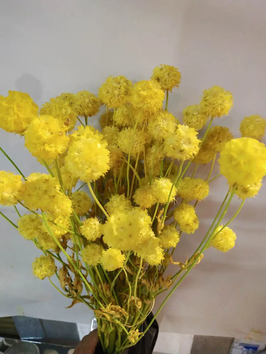 10 пучков предварительно просушенный Scabiosa Stellata цветок для ремесла подарок аксессуары украшения Организация цветов DIY