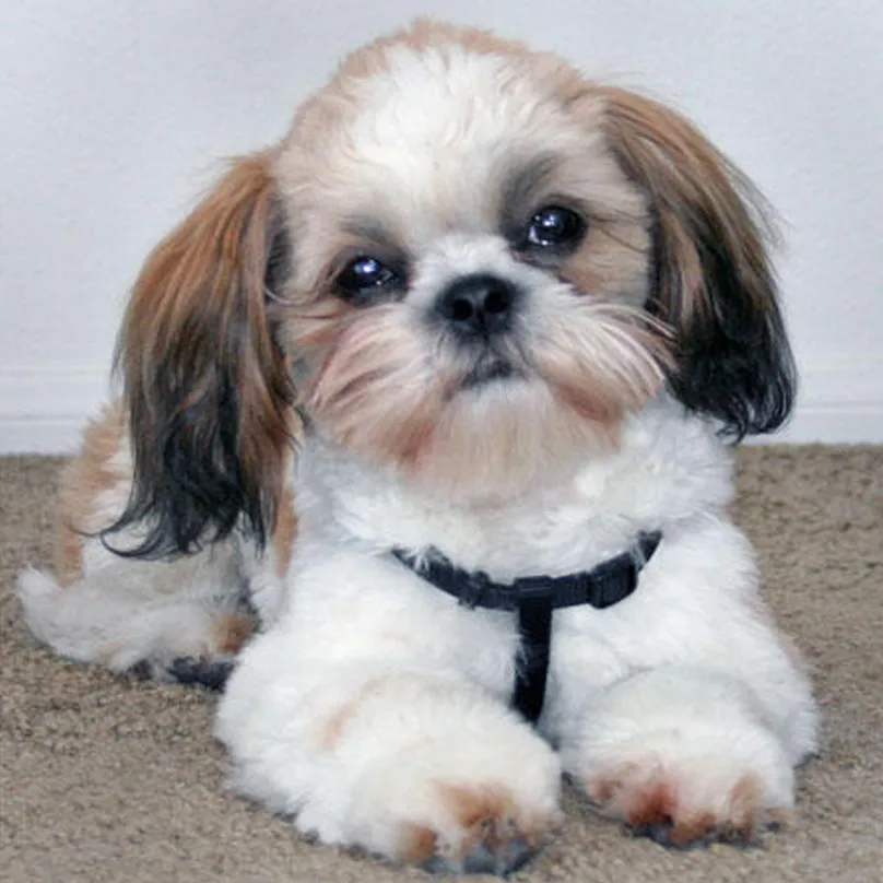 Shih Tzu dog, алмазная картина ручной работы с животными, 5D алмазная живопись,, Набор для вышивания крестиком, алмазная вышивка, мозаика, Декор