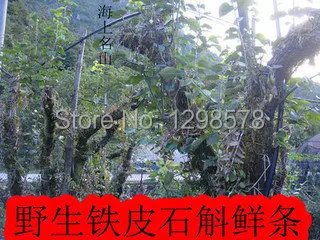Tin caulis dendrobii Wild dendrobium stem hut |