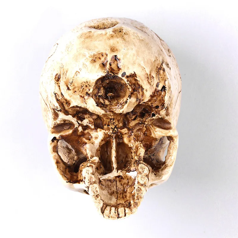 Искусство белая голова человеческий череп модель копия медицинской