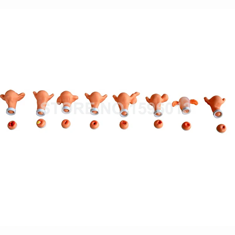 Усовершенствованная модель гинекологического обследования вагинального и