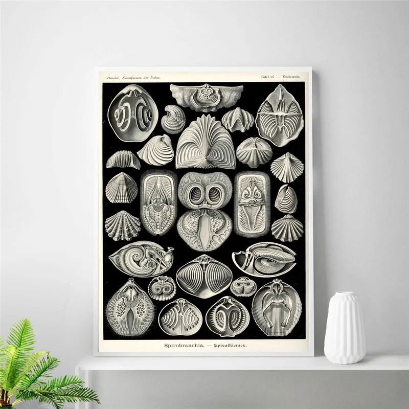 Винтажный Шелковый постер с морскими ракушками Haeckel домашний декор 24x32